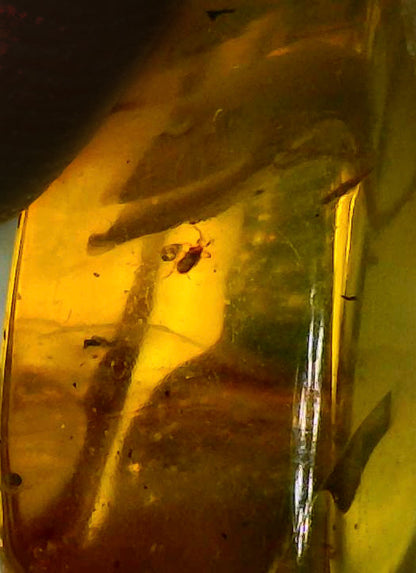 Baltic Amber A with Spider Inclusion