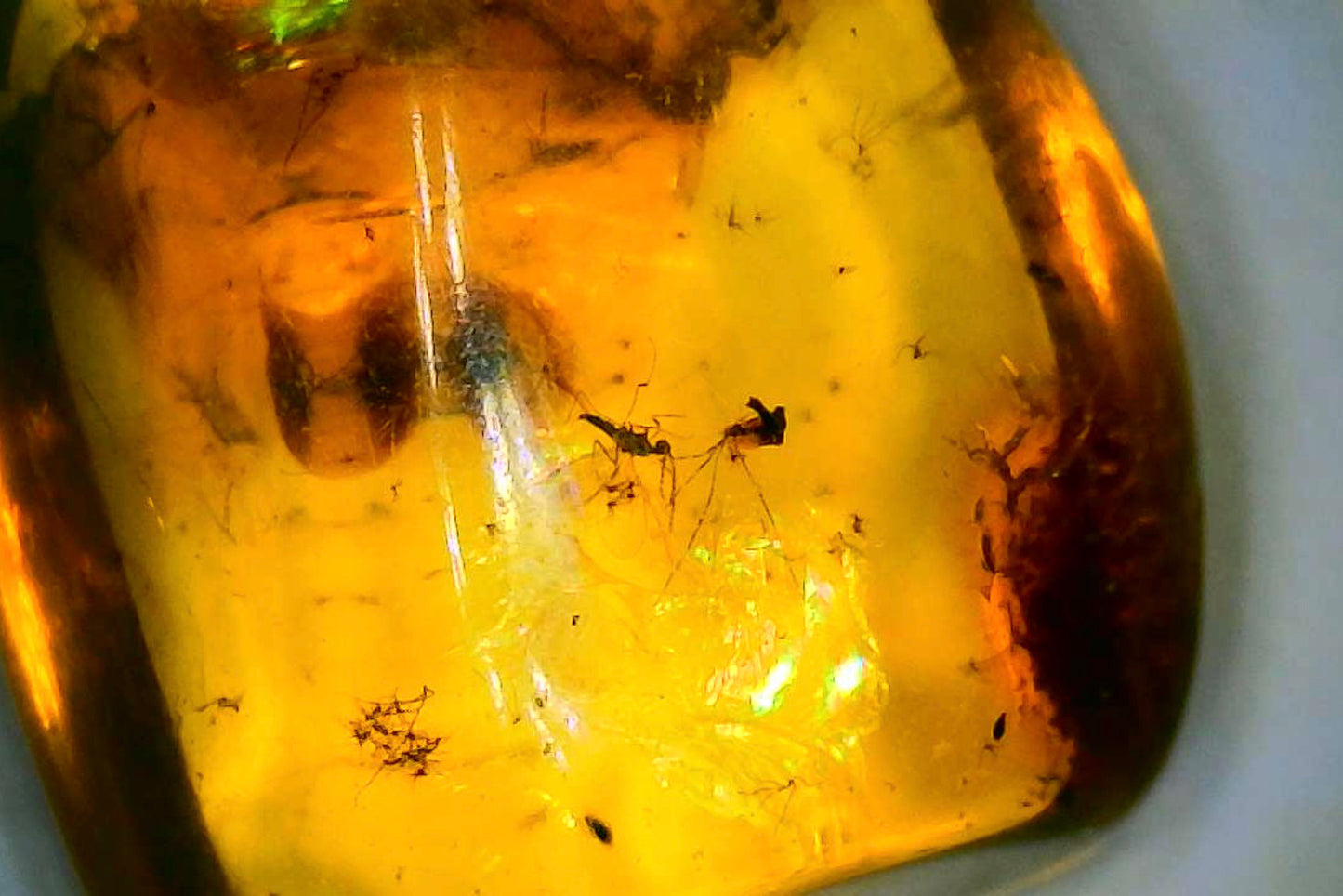 Baltic Amber B with Insect Inclusion