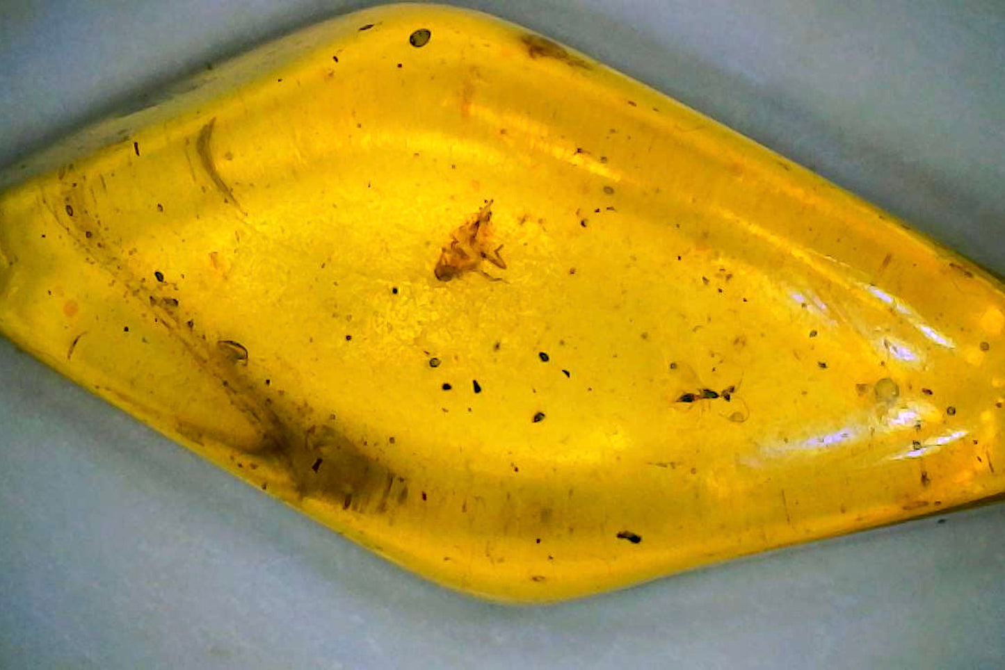 Baltic Amber C with Insect Inclusion