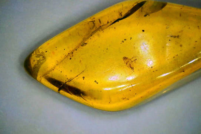 Baltic Amber C with Insect Inclusion