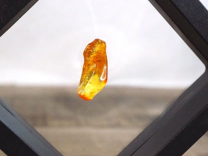 Baltic Amber D with Insect Inclusion