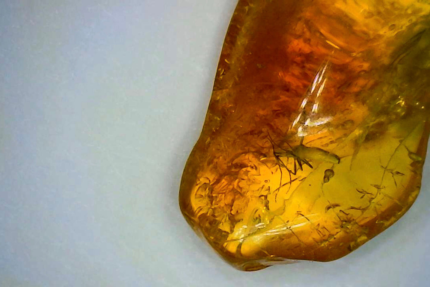 Baltic Amber D with Insect Inclusion