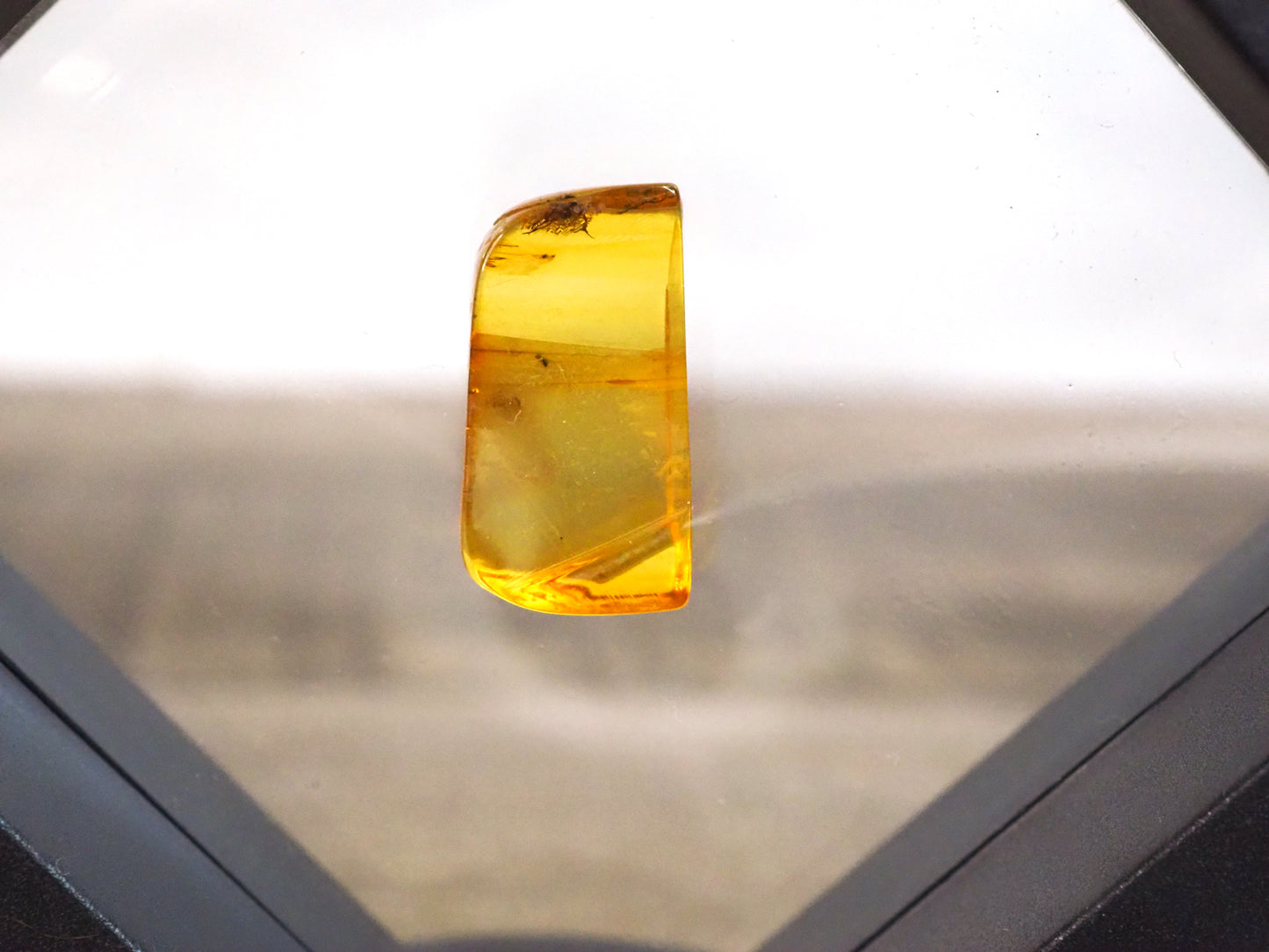 Baltic Amber E with Insect Inclusions