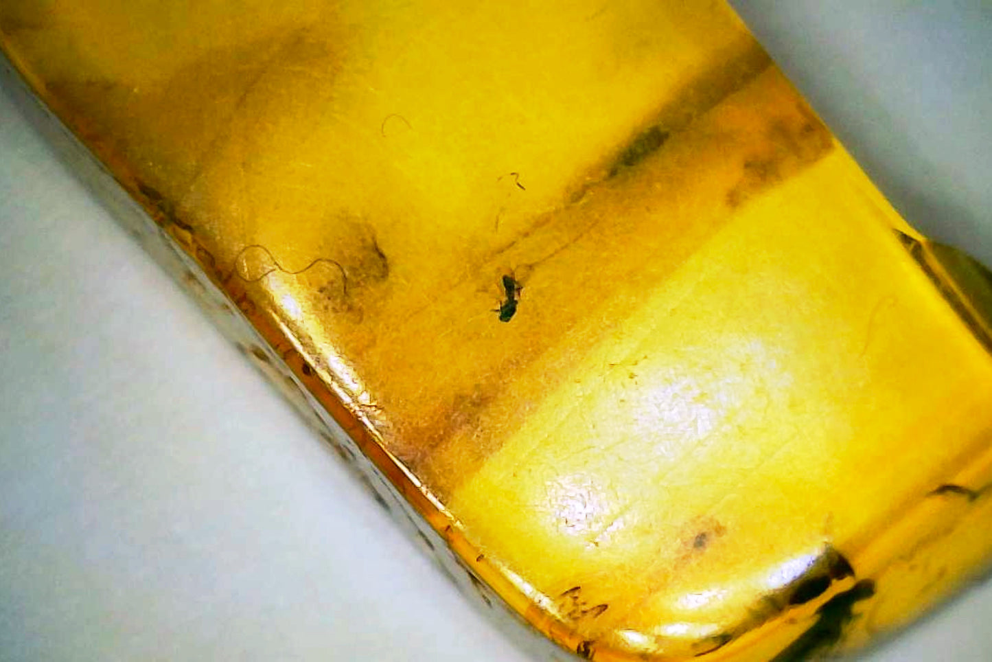 Baltic Amber E with Insect Inclusions
