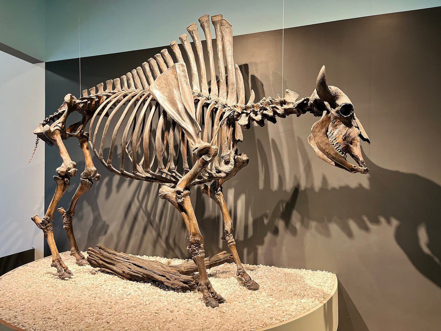 Pleistocene (Ice Age) Bison Lower Leg Bone Fossil