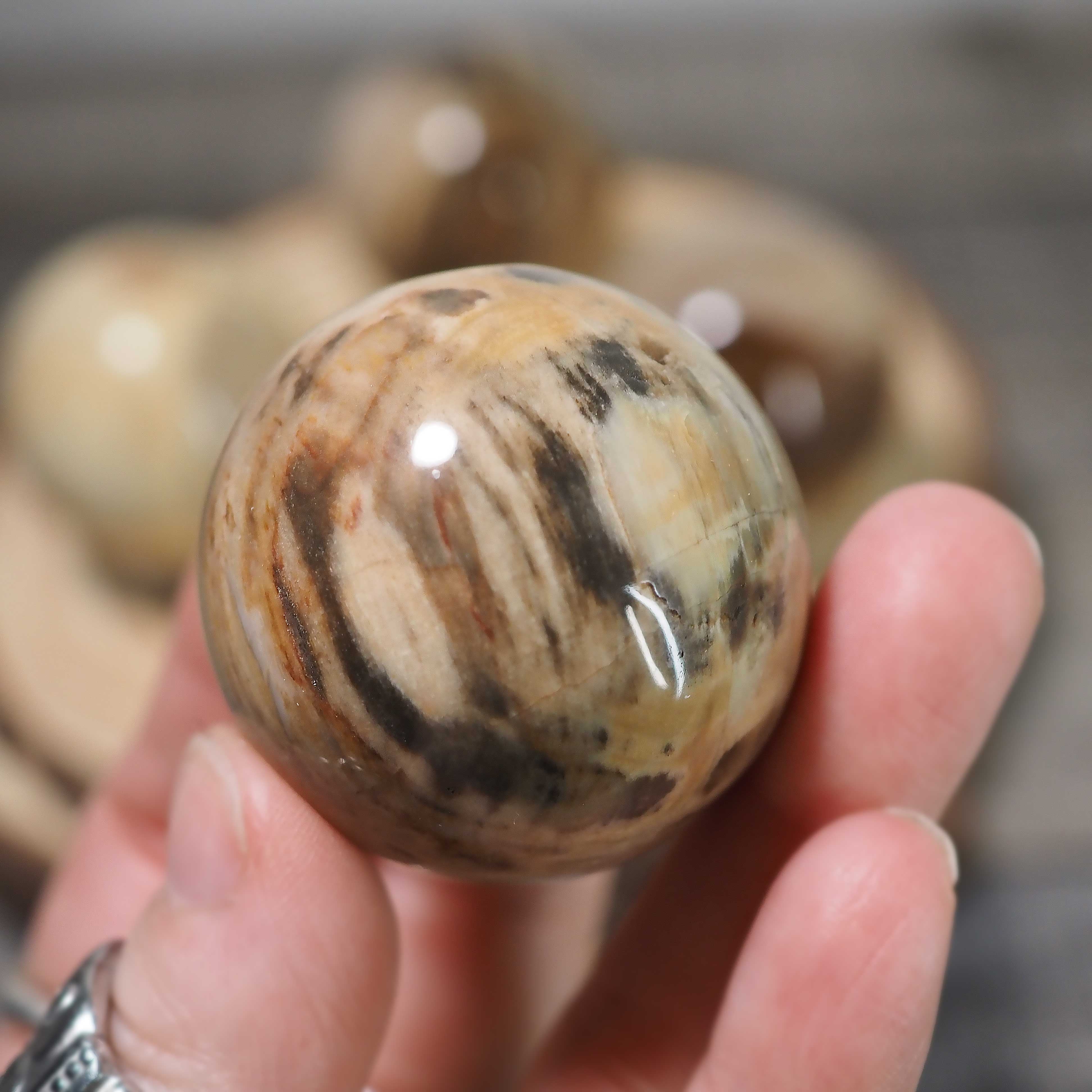 Petrified Wood Spheres from Brazil