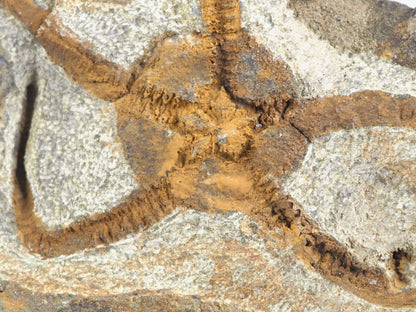 Detailed Orange-hued Brittle Star Fossil