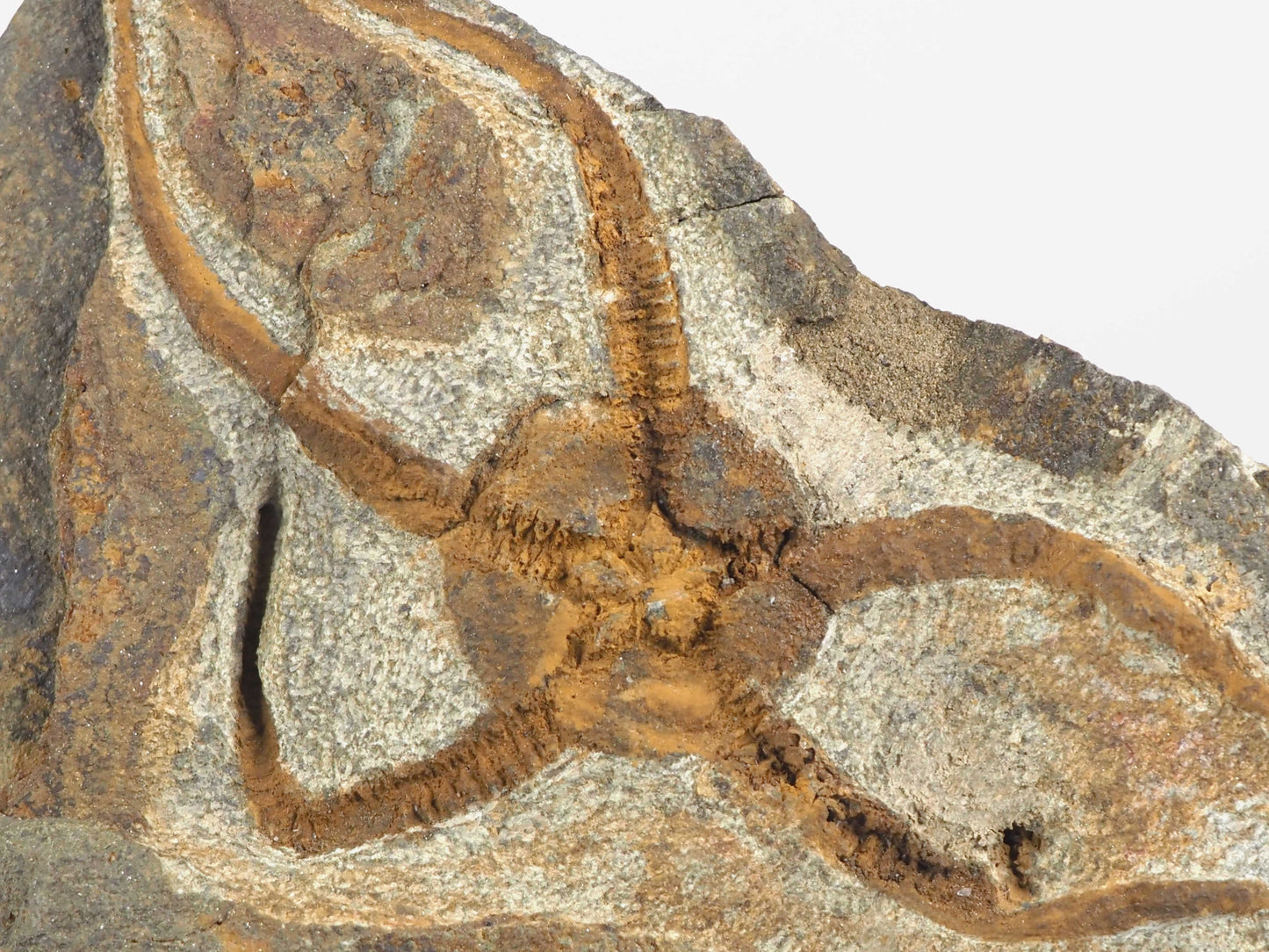 Detailed Orange-hued Brittle Star Fossil