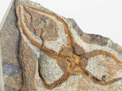 Detailed Orange-hued Brittle Star Fossil