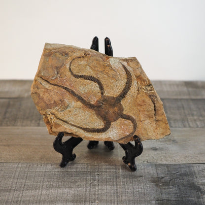 Detailed Brittle Star Fossil