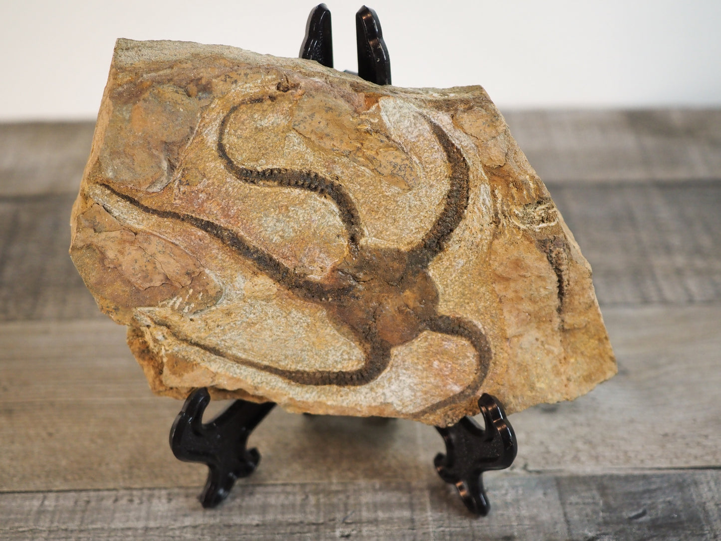 Detailed Brittle Star Fossil