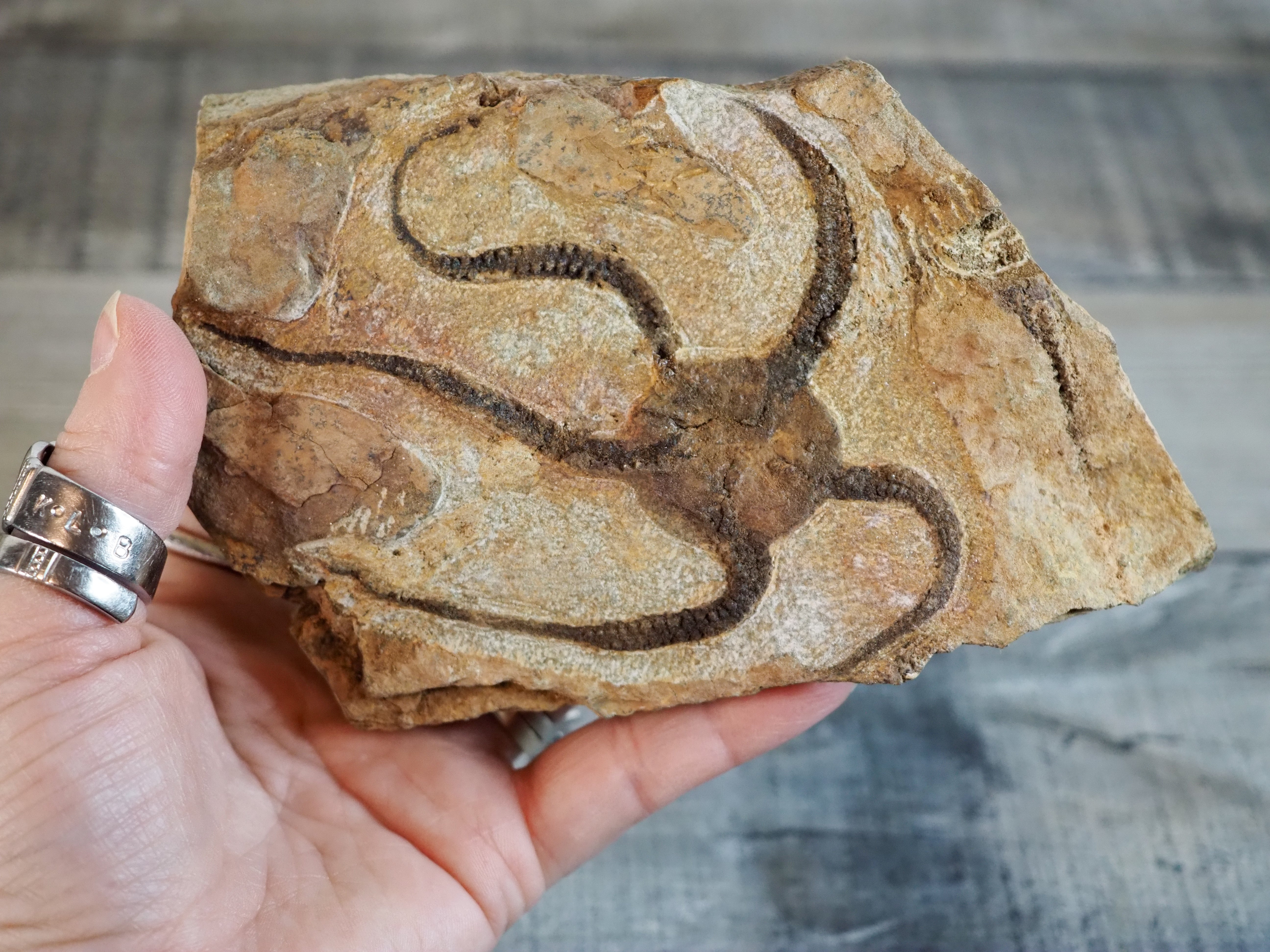 Detailed Brittle Star Fossil
