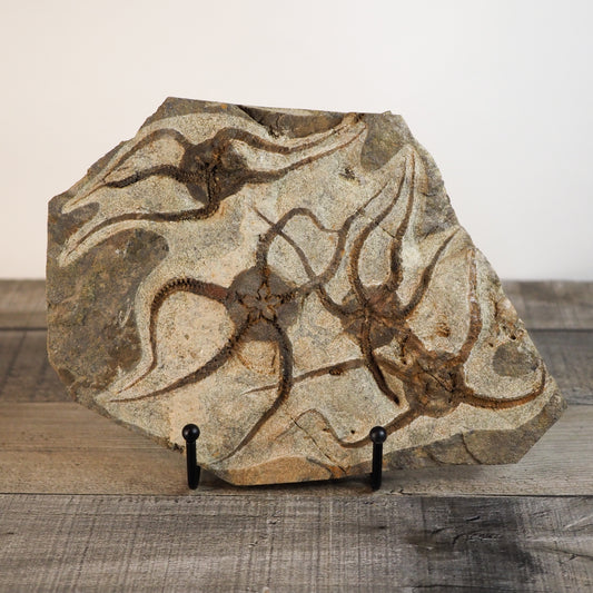 Detailed Brittle Star Fossil Mortality Plate