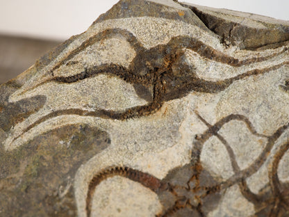 Detailed Brittle Star Fossil Mortality Plate