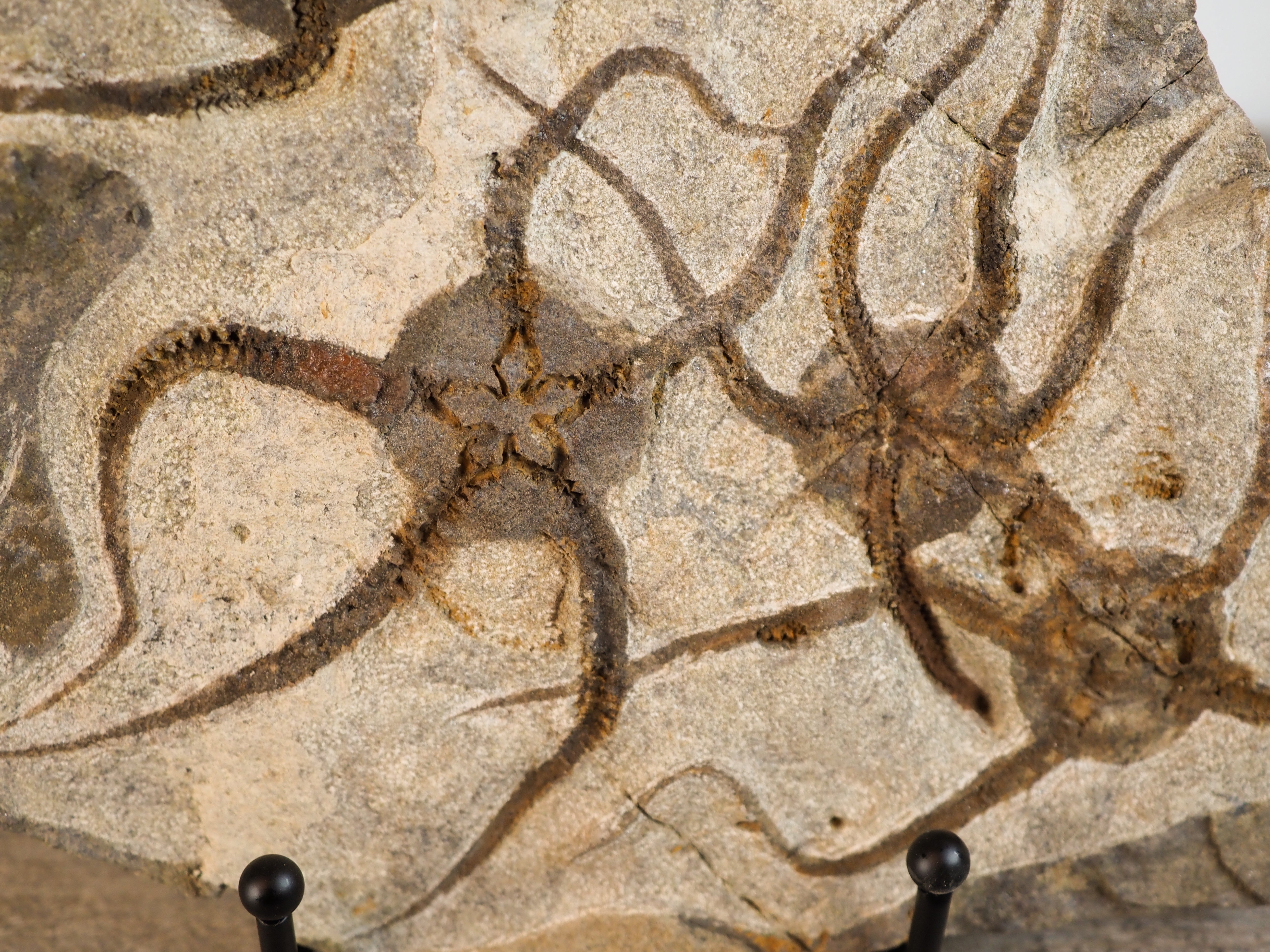 Detailed Brittle Star Fossil Mortality Plate