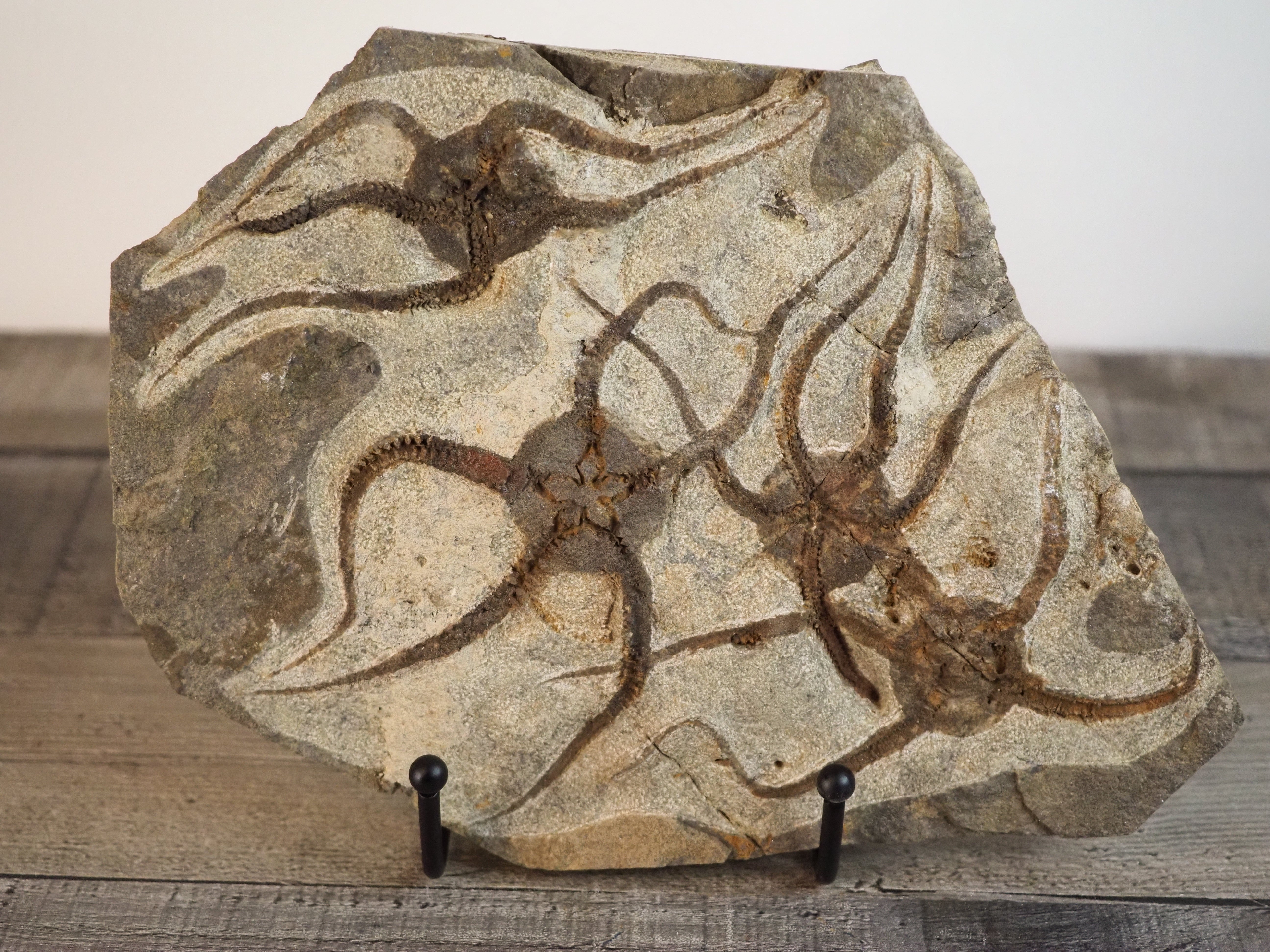 Detailed Brittle Star Fossil Mortality Plate