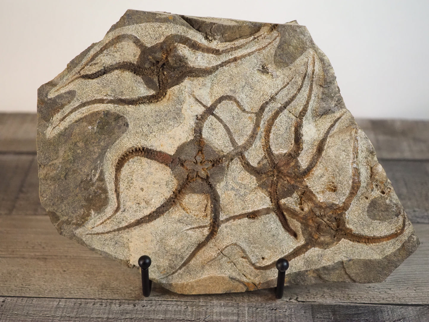 Detailed Brittle Star Fossil Mortality Plate