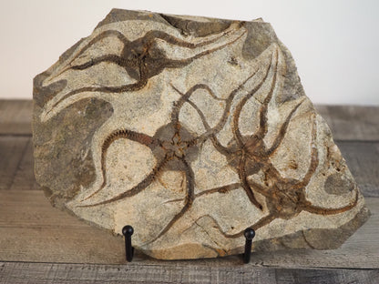 Detailed Brittle Star Fossil Mortality Plate