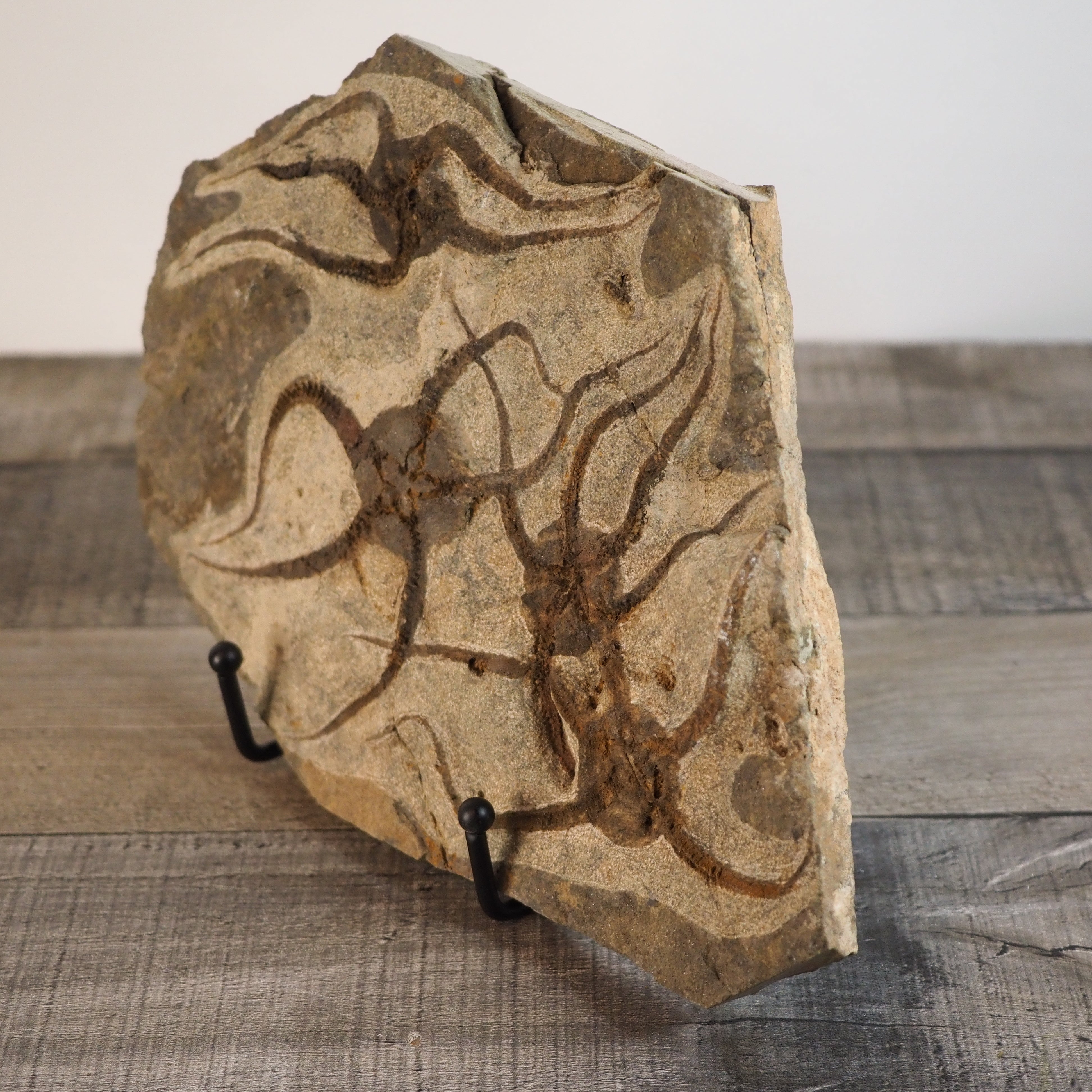 Detailed Brittle Star Fossil Mortality Plate