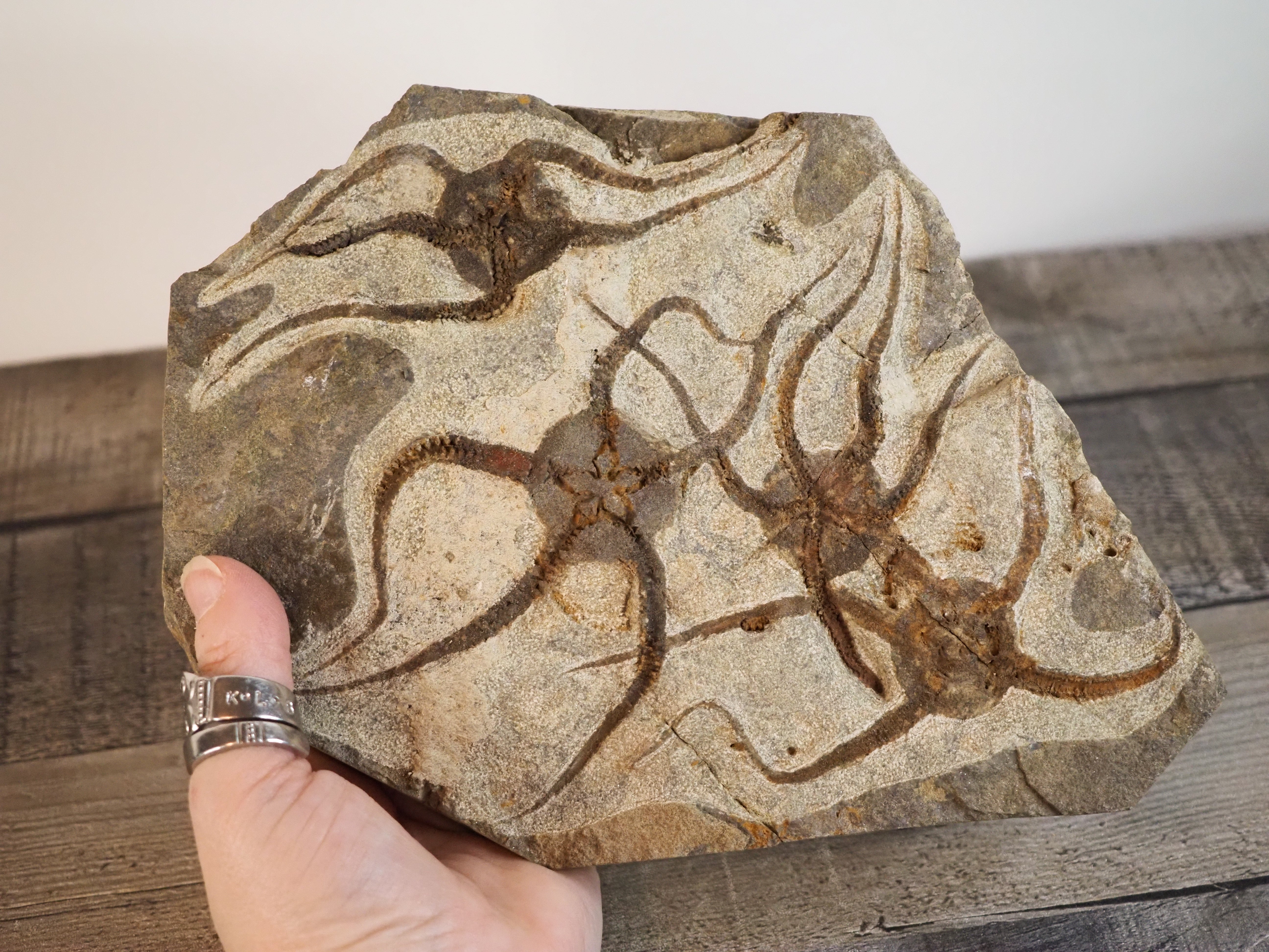 Detailed Brittle Star Fossil Mortality Plate