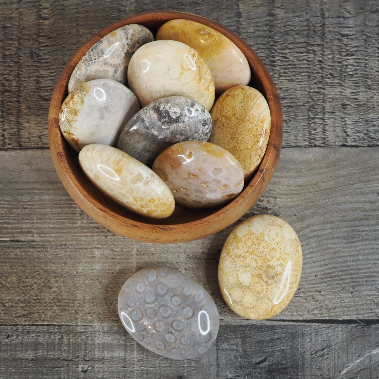 Fossilized Coral Palmstones