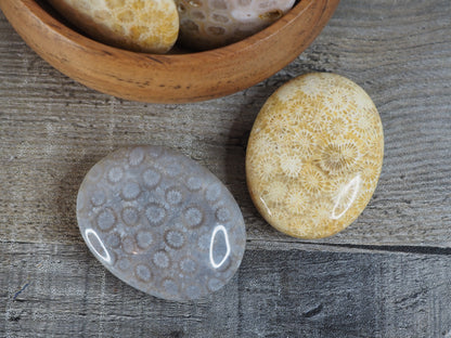 Fossilized Coral Palmstones
