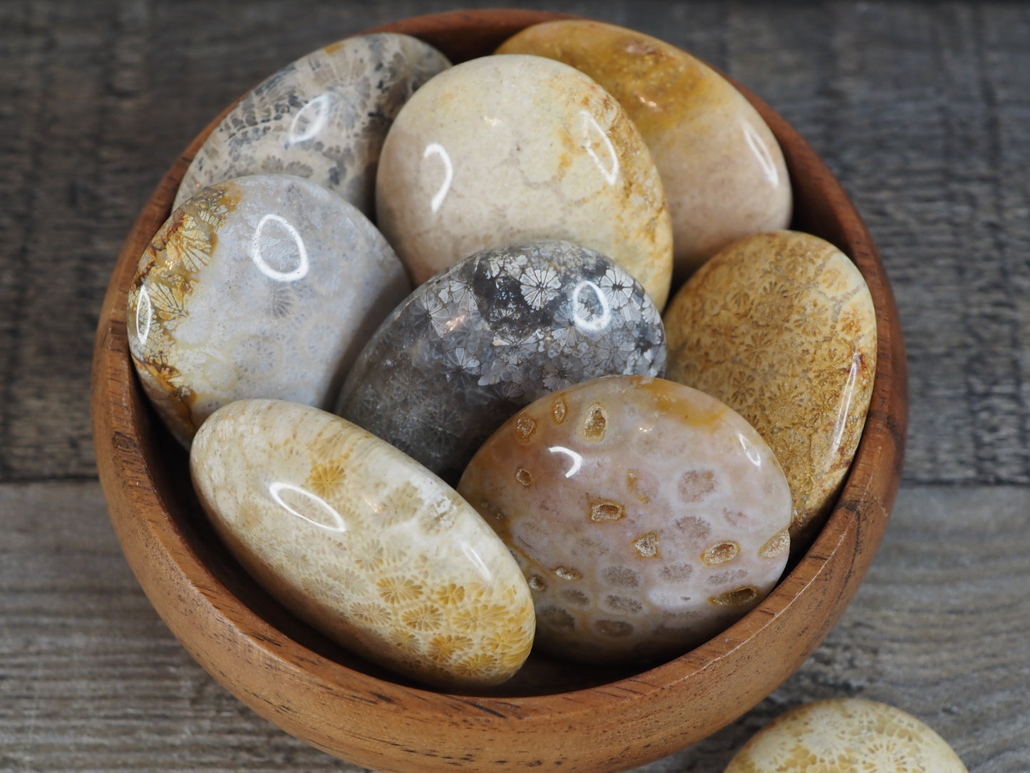 Fossilized Coral Palmstones