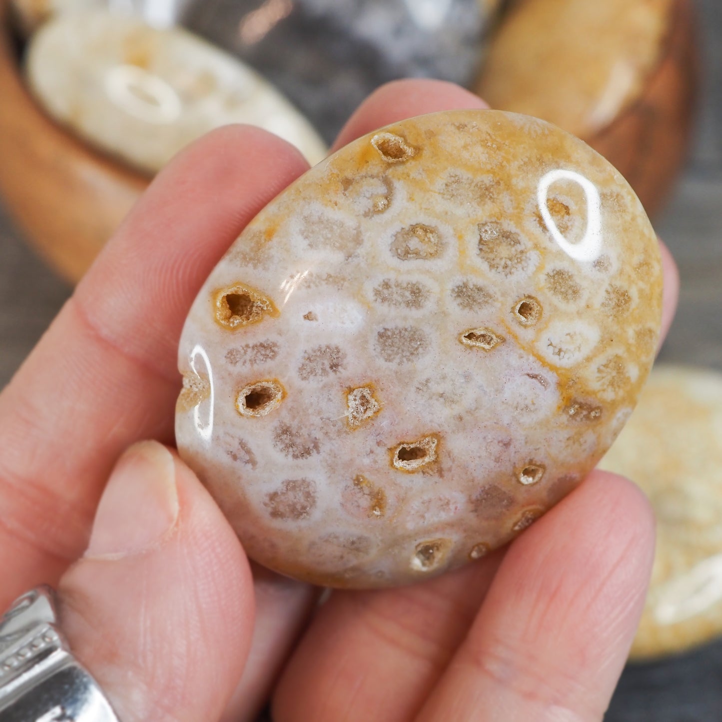 Fossilized Coral Palmstones
