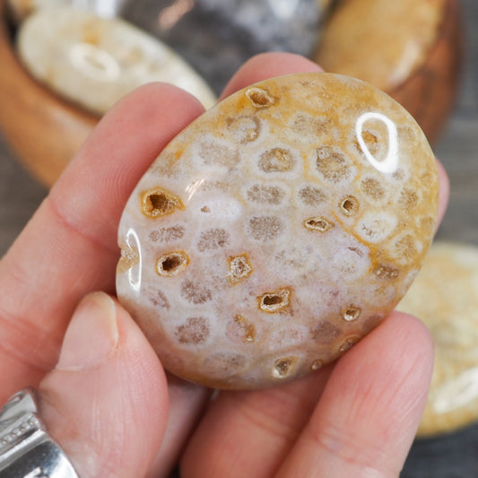 Fossilized Coral Palmstones