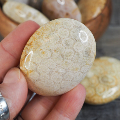 Fossilized Coral Palmstones