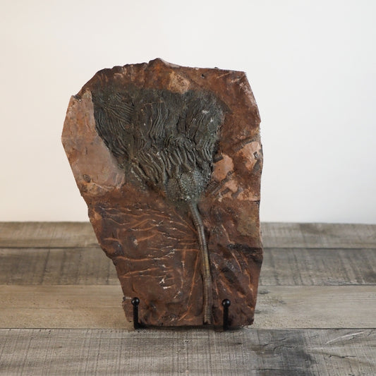 Detailed Crinoid "Sea Lily" Fossil Plaque