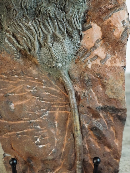 Detailed Crinoid "Sea Lily" Fossil Plaque