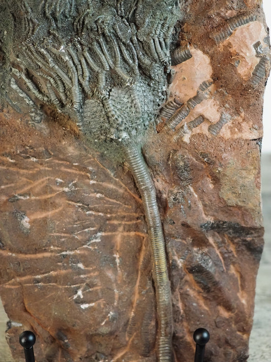 Detailed Crinoid "Sea Lily" Fossil Plaque