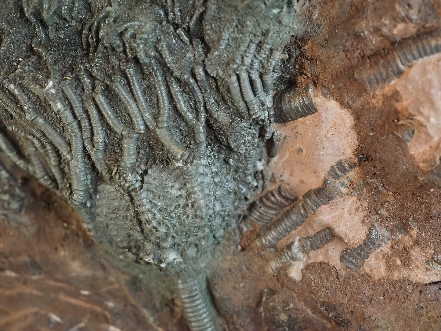 Detailed Crinoid "Sea Lily" Fossil Plaque