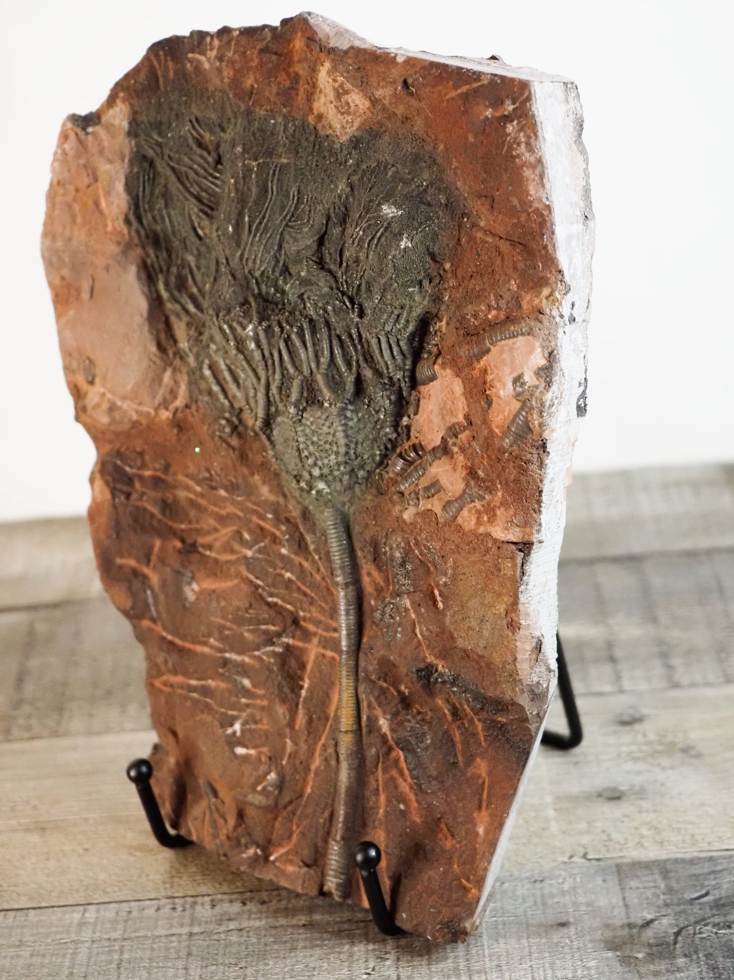 Detailed Crinoid "Sea Lily" Fossil Plaque