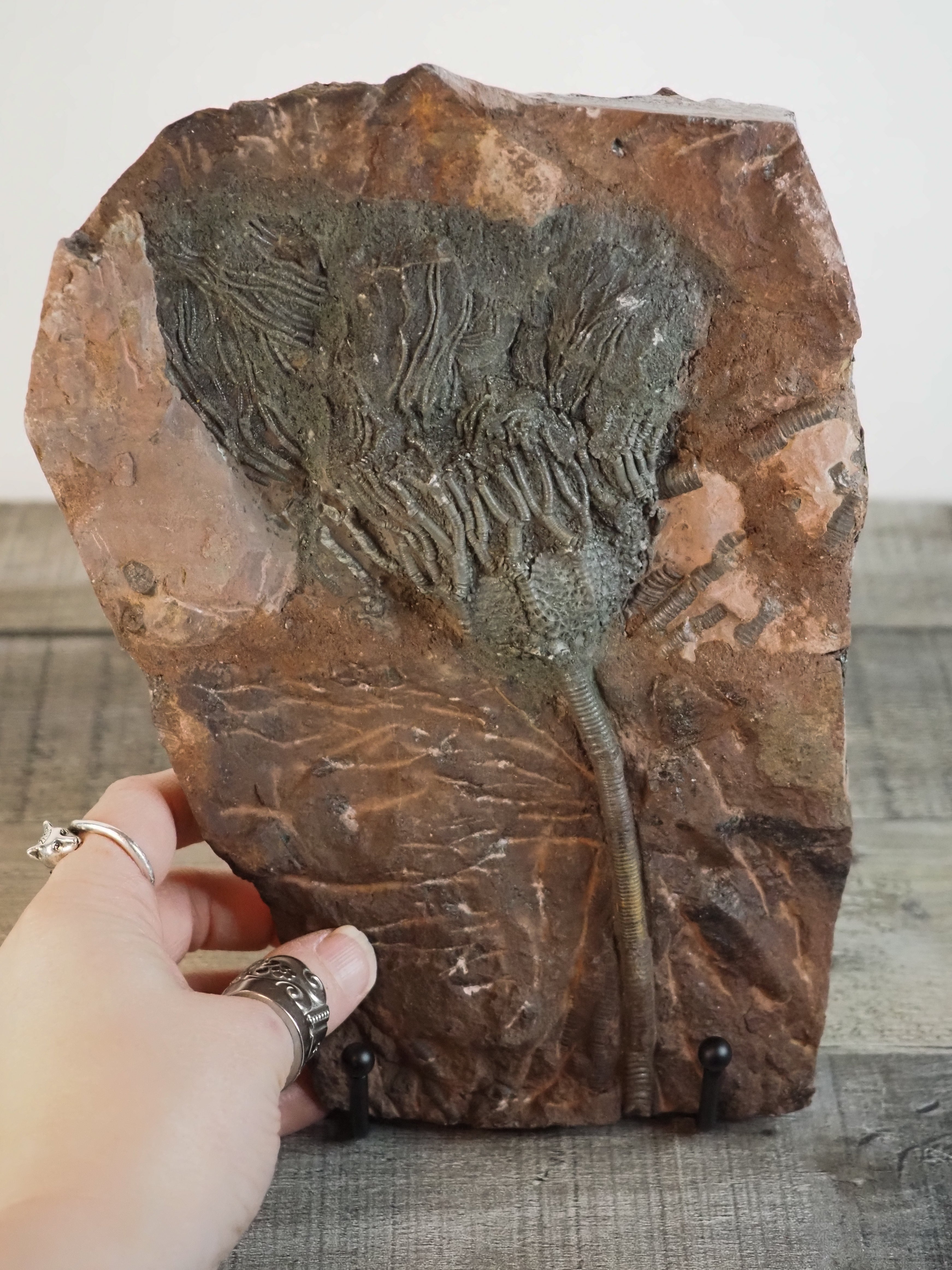 Detailed Crinoid 