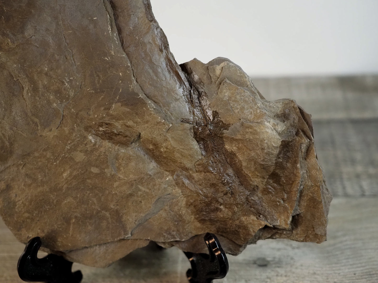 Dinosaur Footprint Track from Connecticut - Anomoepus A