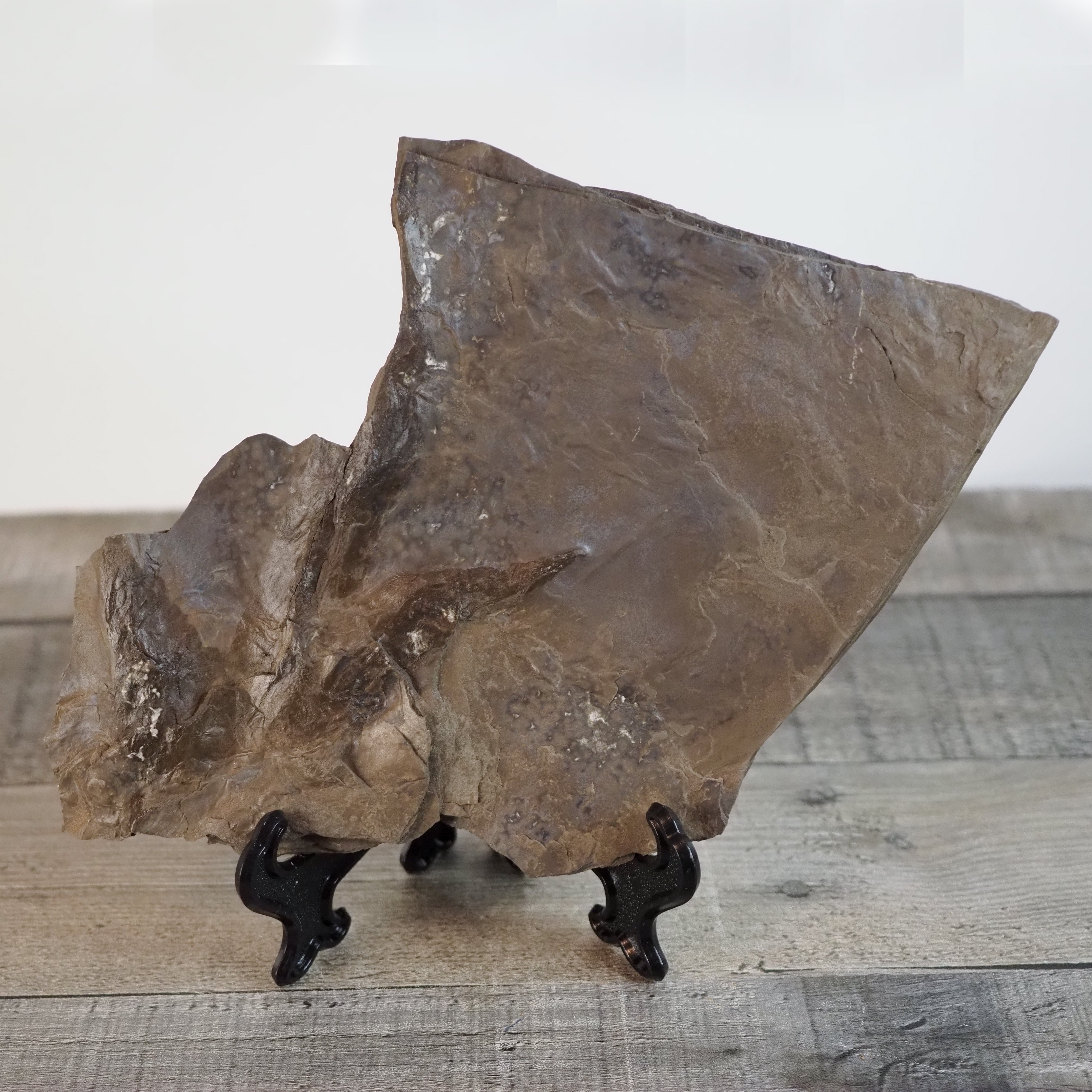 Dinosaur Footprint Track from Connecticut - Anomoepus A