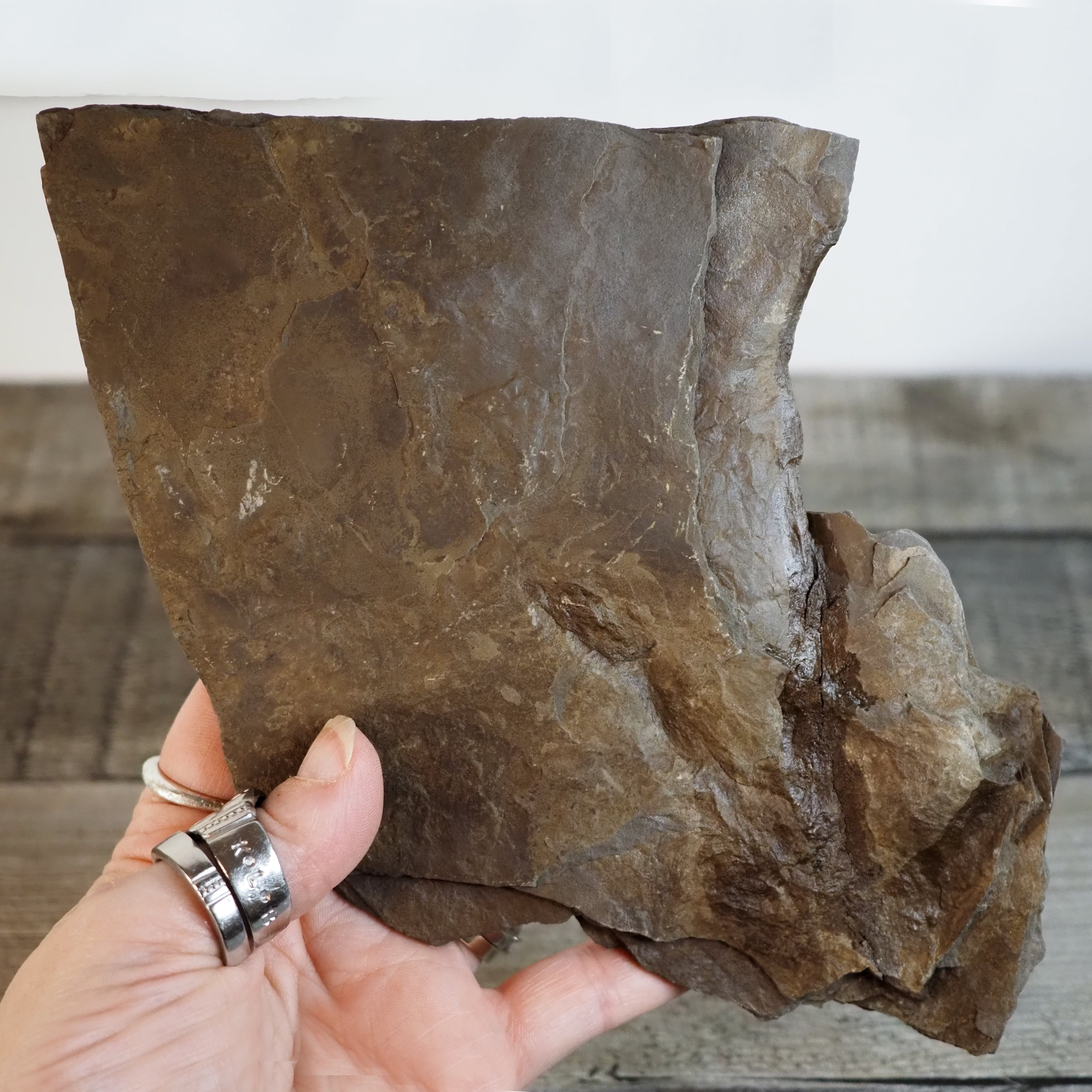 Dinosaur Footprint Track from Connecticut - Anomoepus A