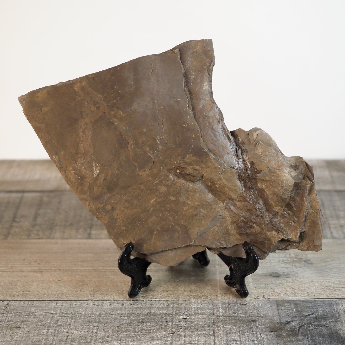 Dinosaur Footprint Track from Connecticut - Anomoepus A