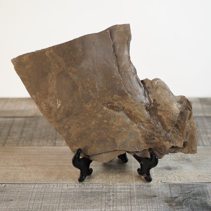 Dinosaur Footprint Track from Connecticut - Anomoepus A