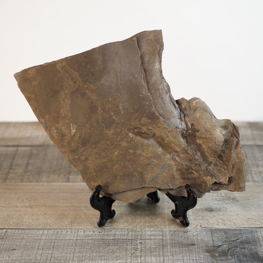 Dinosaur Footprint Track from Connecticut - Anomoepus A