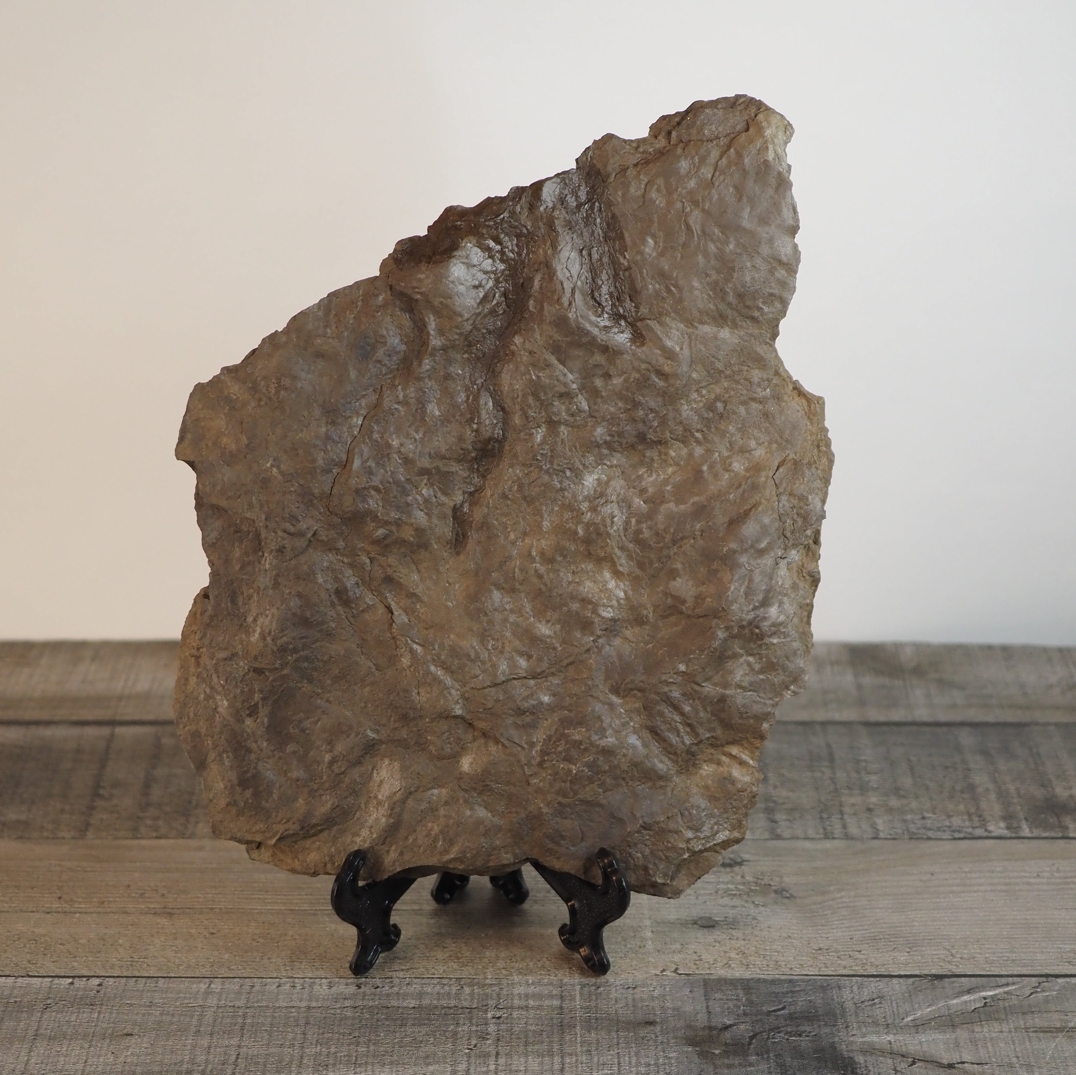 Dinosaur Footprint Track from Connecticut - Grallator B