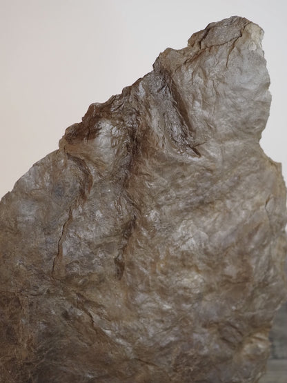 Dinosaur Footprint Track from Connecticut - Grallator B