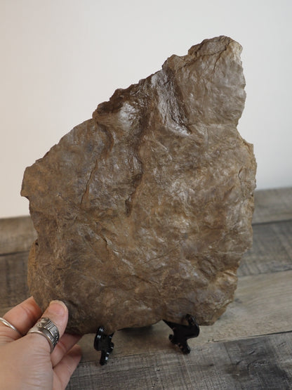 Dinosaur Footprint Track from Connecticut - Grallator B