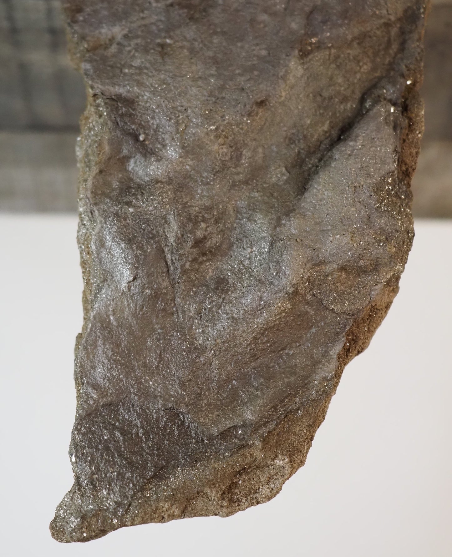 Dinosaur Footprint Track from Connecticut - Grallator C