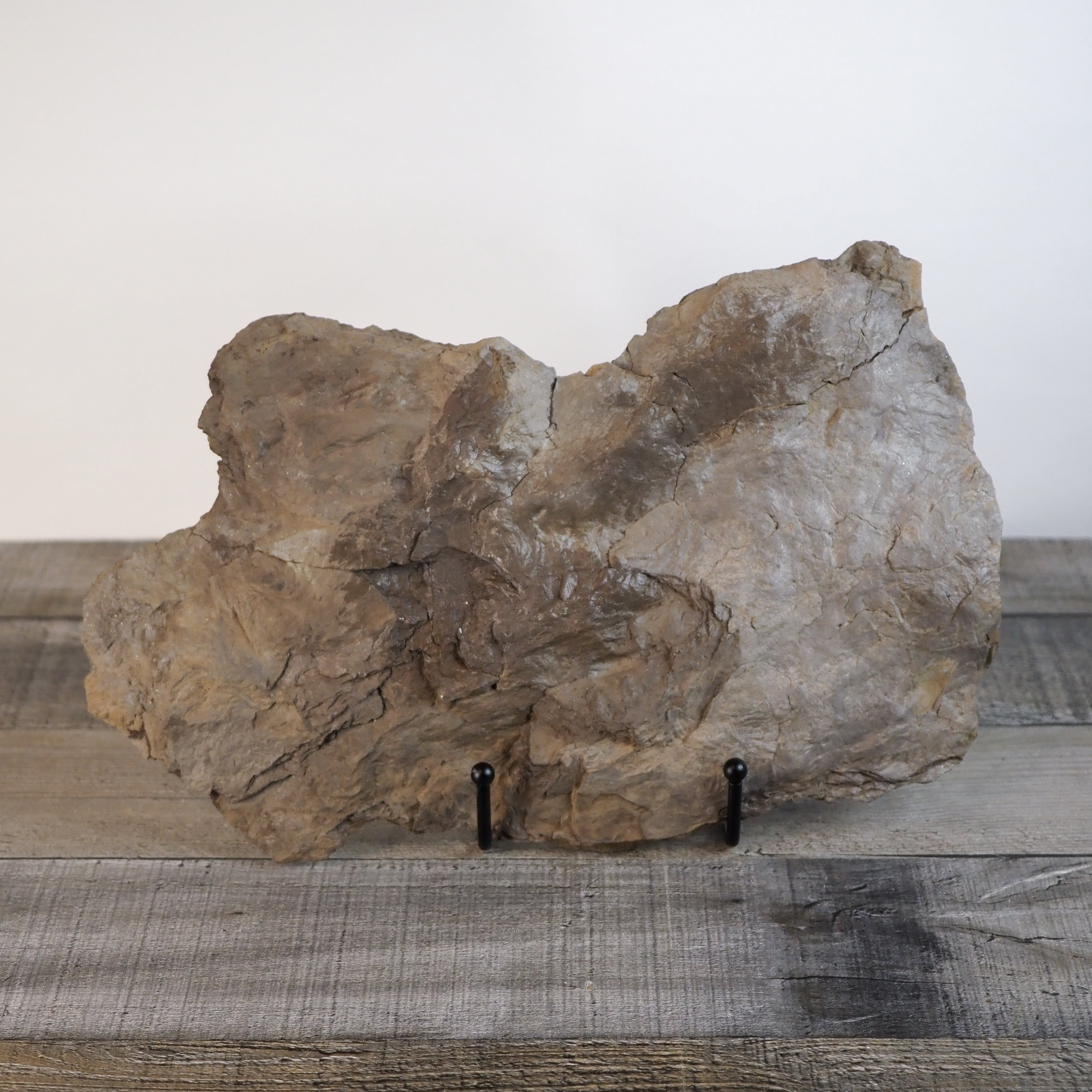 Dinosaur Footprint Track from Connecticut - Grallator D