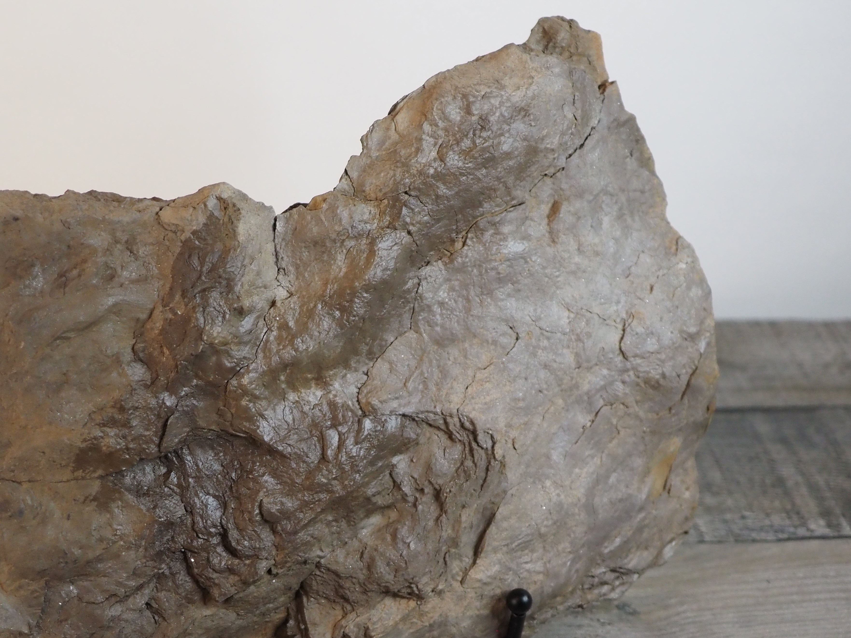 Dinosaur Footprint Track from Connecticut - Grallator D