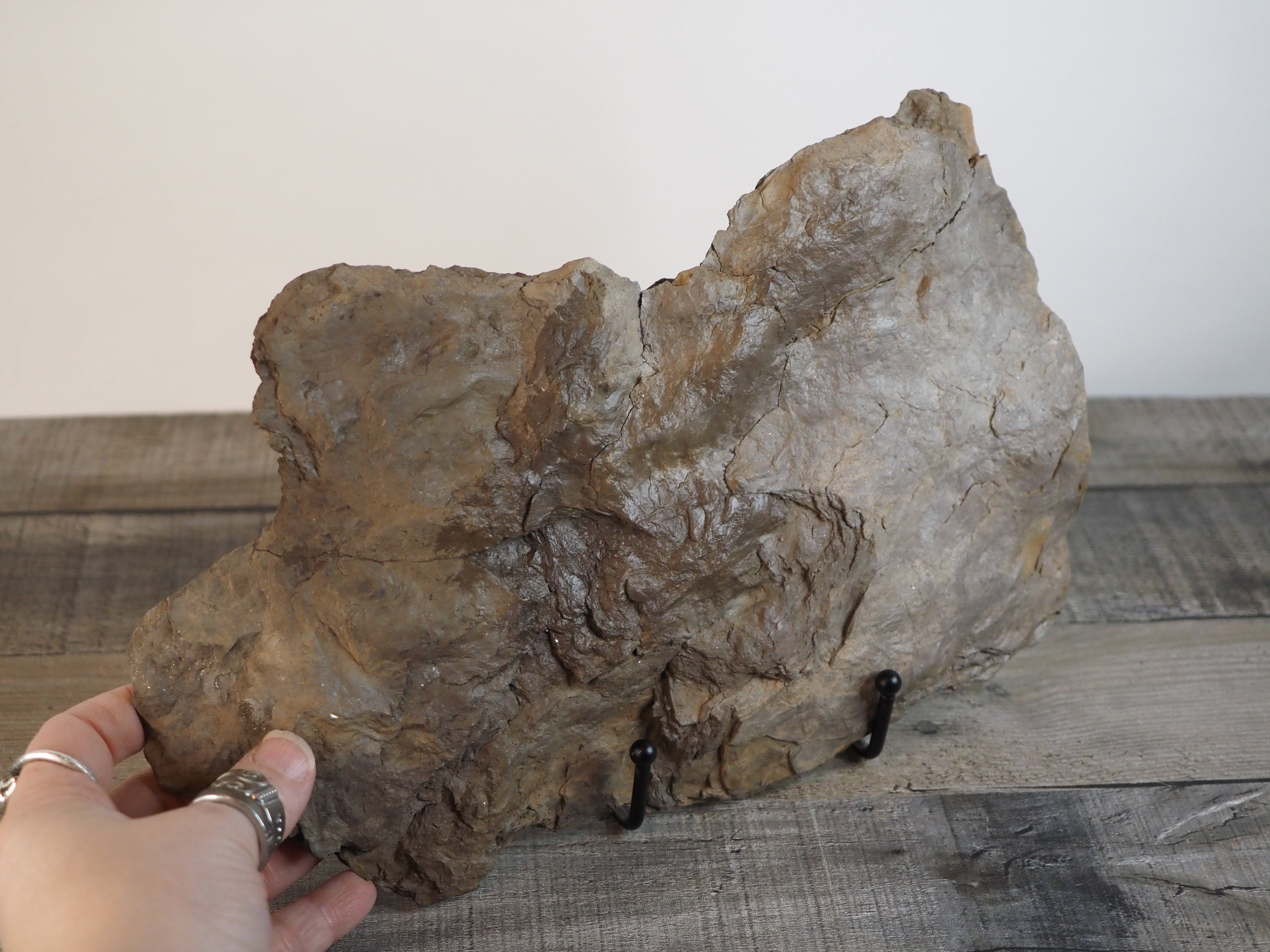 Dinosaur Footprint Track from Connecticut - Grallator D