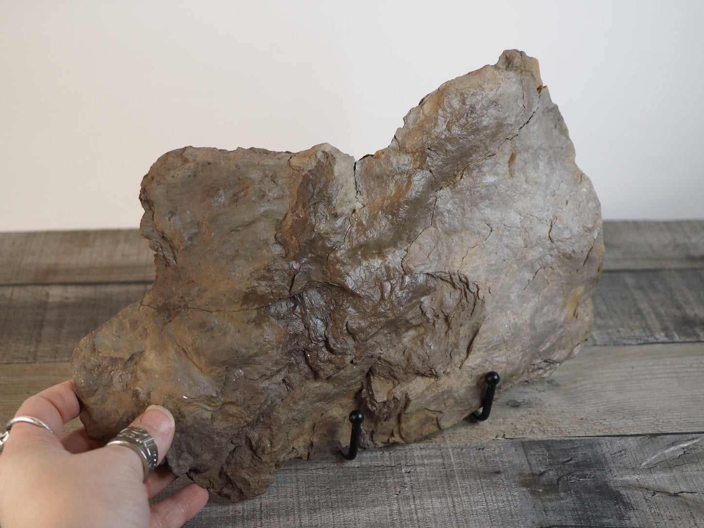 Dinosaur Footprint Track from Connecticut - Grallator D